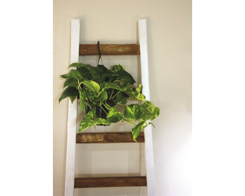 Decoratieve houten ladder met een potplant