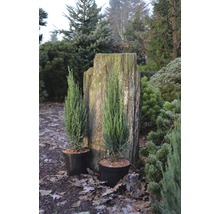 FLORASELF Jeneverbes Juniperus scopulorum 'Blue Arrow' potmaat Ø 24 cm H 60-80 cm