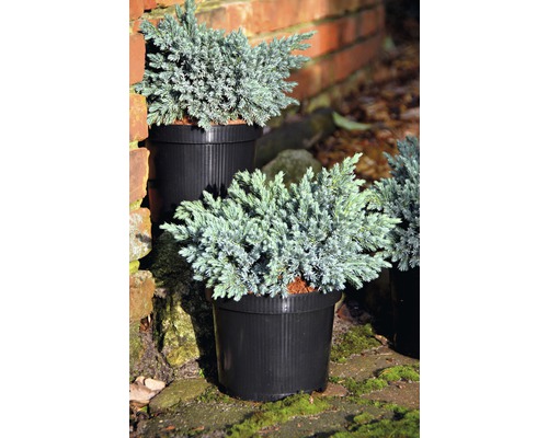 Blauwe kruipjeneverbes in potten voor buiten