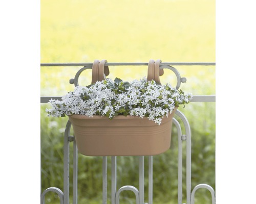 Bloembak met witte bloemen aan balkonreling