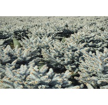 FLORASELF Blauwspar Picea pungens 'Glauca Globosa' potmaat Ø 29.0 cm H 40 cm