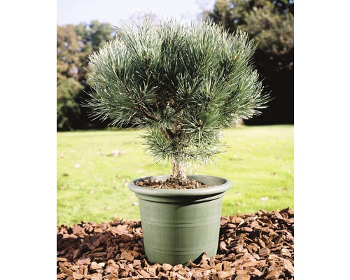 FLORASELF Den Pinus sylvestris 'Watereri' potmaat Ø 29 cm H 40 cm