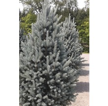 FLORASELF Blauwspar Picea pungens 'Iseli Fastigiate' potmaat Ø 34.0 cm H 70-80 cm