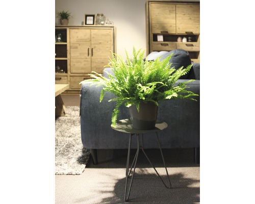 Interieur met varen in pot op een bijzettafel