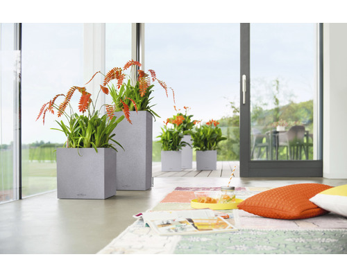 Kamerzicht met planten in vierkante plantenbakken