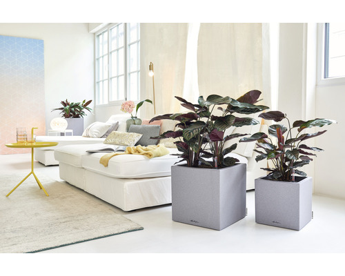 Woonkamer met kamerplanten in plantenbakken en sofa