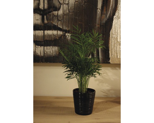 Kamerplant Bergpalm in een pot