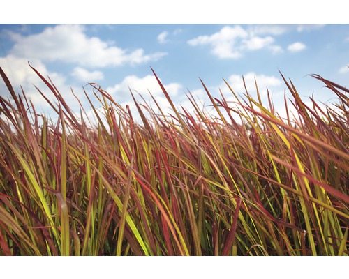 FLORASELF Japans bloedgras Imperata cylindrica var. koenig 'Red Baron' potmaat Ø 14.0 cm H 5-15 cm