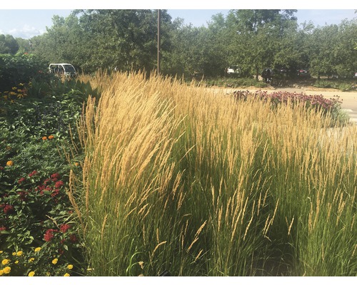 Decoratieve siergrassen in de tuinborder