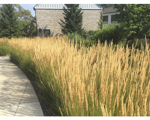 Hoog siergras langs een pad voor een gebouw.