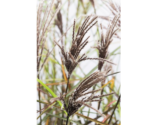 Detailopname van Chinees riet