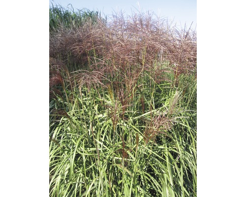 FLORASELF Prachtriet Miscanthus sinensis 'Malepartus' potmaat Ø 19 cm H 20-100 cm Chinees riet met bloeiwijzen in de tuin.