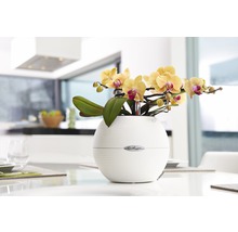 Gele orchidee in ronde bloempot op een tafel
