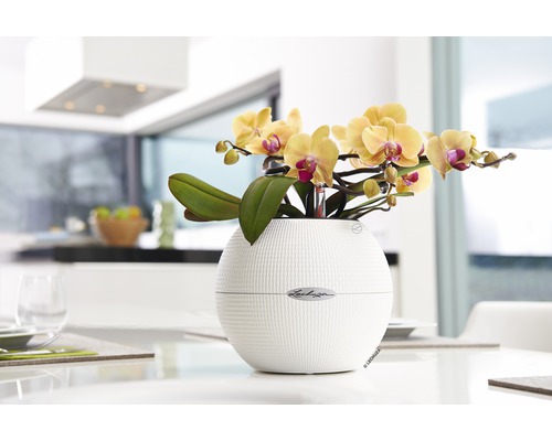 Gele orchidee in ronde bloempot op een tafel