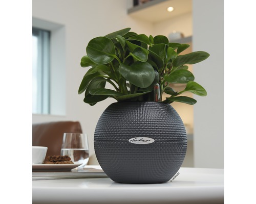 Lechuza bloempot met plant op tafel