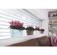 Veelkleurige cyclamen in potten op een vensterbank in een woonkamer