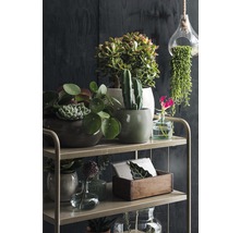 Decoratief rek met diverse kamerplanten en plantenbakken