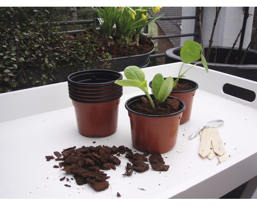 Kweekbak met planten, plantenpotten, houten labels en stukjes hout