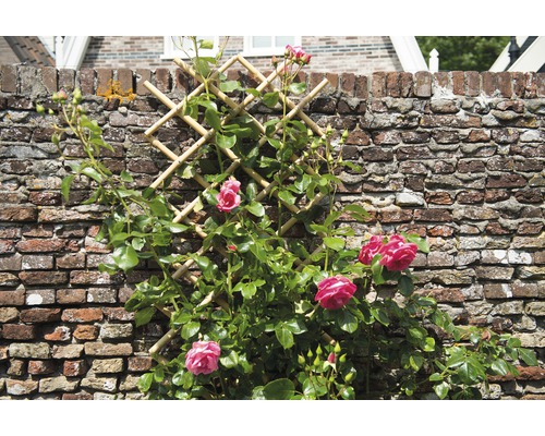 Roos die groeit op een trellis voor een bakstenen muur