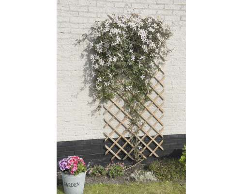 Klimplant op een houten trellis tegen een lichte bakstenen muur