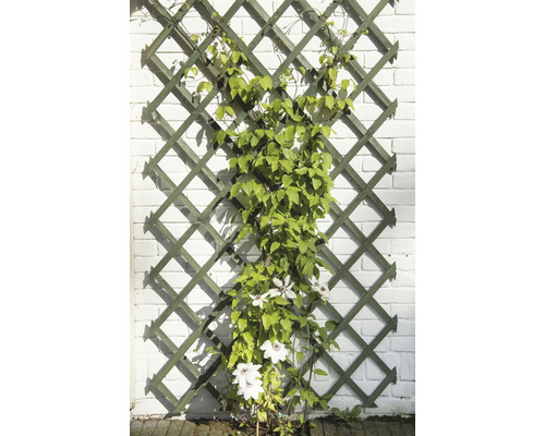 Houten trellis met klimplant tegen een bakstenen muur