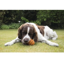 Een bruin-witte hond ligt op het gazon en kauwt op een speeltje.