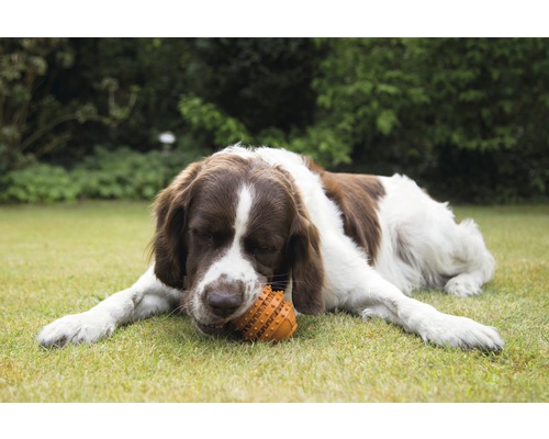 Een bruin-witte hond ligt op het gazon en kauwt op een speeltje.