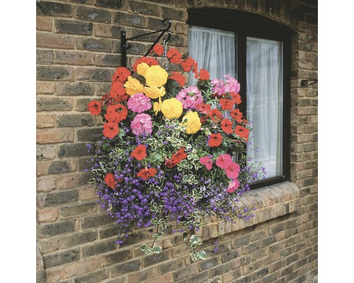 Hangende bloempot met diverse bloemen aan een bakstenen muur
