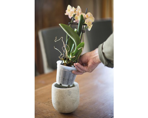 Een orchidee wordt in een bloempot geplaatst.