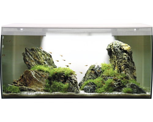 Aquarium met stenen, planten en vissen