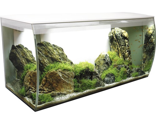 Aquarium met stenen, planten en vissen