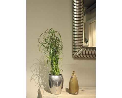 Kamerscène met lampenpoetser in een pot, decoratieve vaas en spiegel