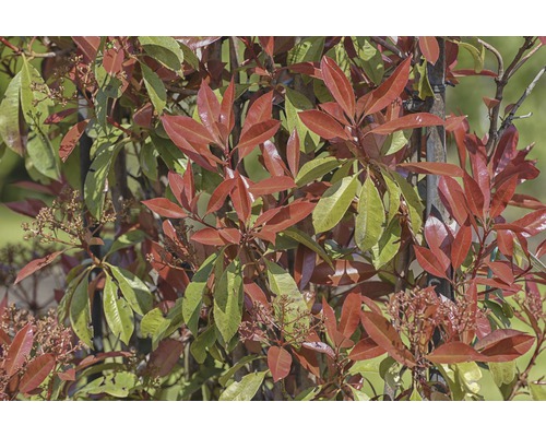FLORASELF Glansmispel Photinia x fraseri 'Red Robin' H 110-120 cm-0