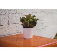 Bekerplant in een witte pot op een tafel