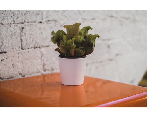 Bekerplant in een witte pot op een tafel