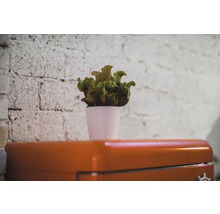 Bekerplant in een pot op een kast