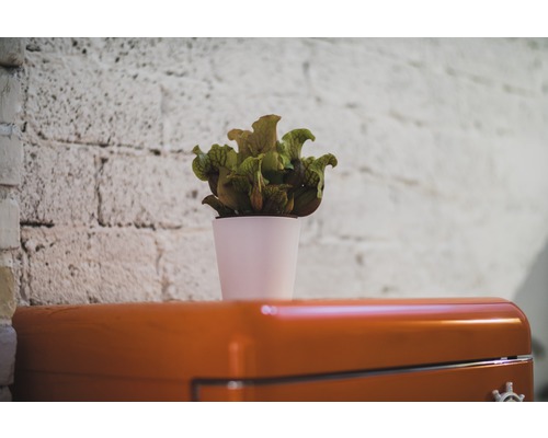 Bekerplant in een pot op een kast