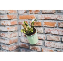 Bekerplant in een pot voor een bakstenen muur