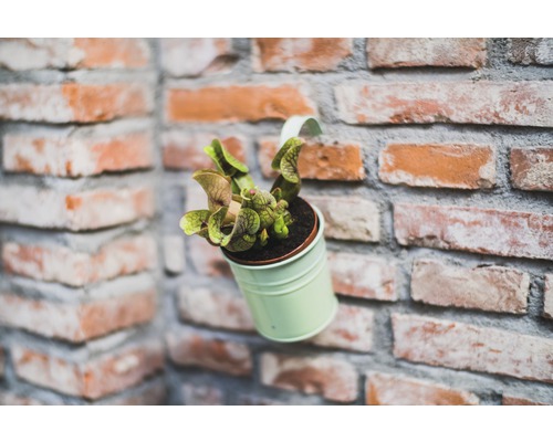 Bekerplant in een pot voor een bakstenen muur