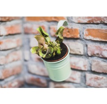 Vleesetende plant in een pot voor een bakstenen muur