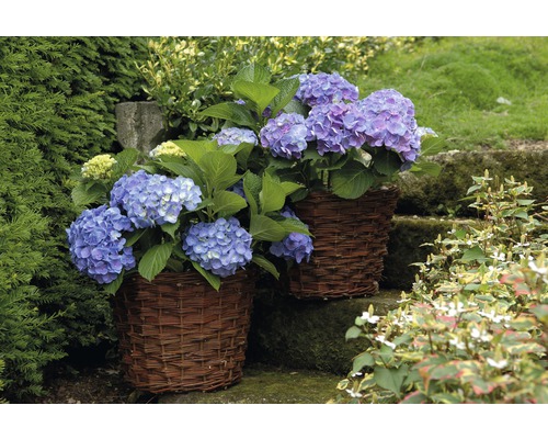 Twee manden met hortensia''s op een trap