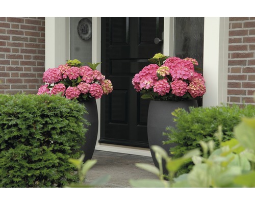 Entree met twee grijze plantenbakken met roze hortensia''s voor een voordeur.