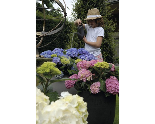 Meisje geeft water aan hortensia''s in de tuin met een gieter.