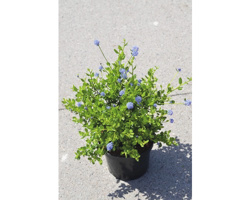 FLORASELF Amerikaanse sering Ceanothus impressus 'Victoria' potmaat Ø 21.0 cm H 40-50 cm