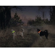 Twee honden met lichtgevende halsbanden in het veld