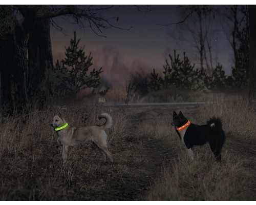 Twee honden met lichtgevende halsbanden in het veld