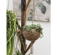 FLORASELF Kokodama pilea depressa Ø15 cm H35 cm