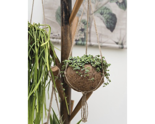 Hangplant met groene bladeren in een kokosnootpot, opgehangen aan een houten standaard.