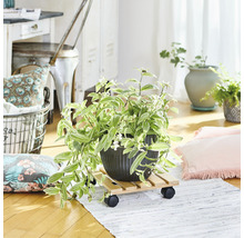 Kamer met plant in pot op een houten plantenroller