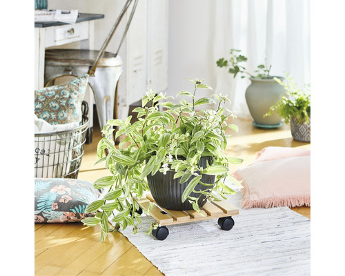 Kamer met plant in pot op een houten plantenroller
